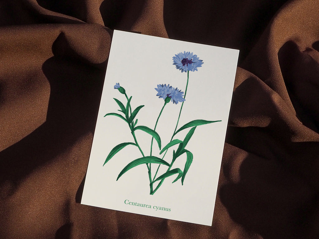 Études florales (lot)