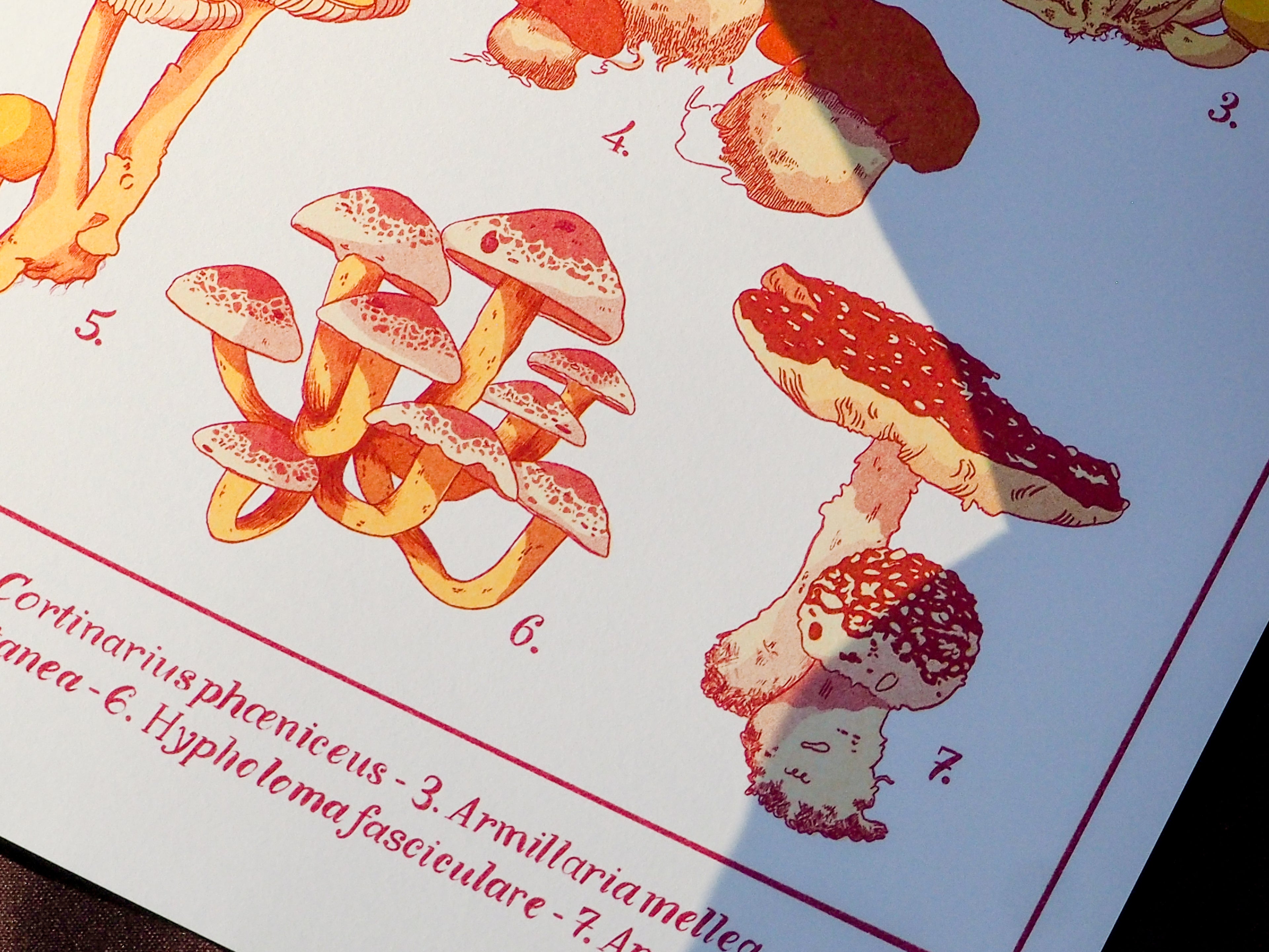 Les champignons vénéneux