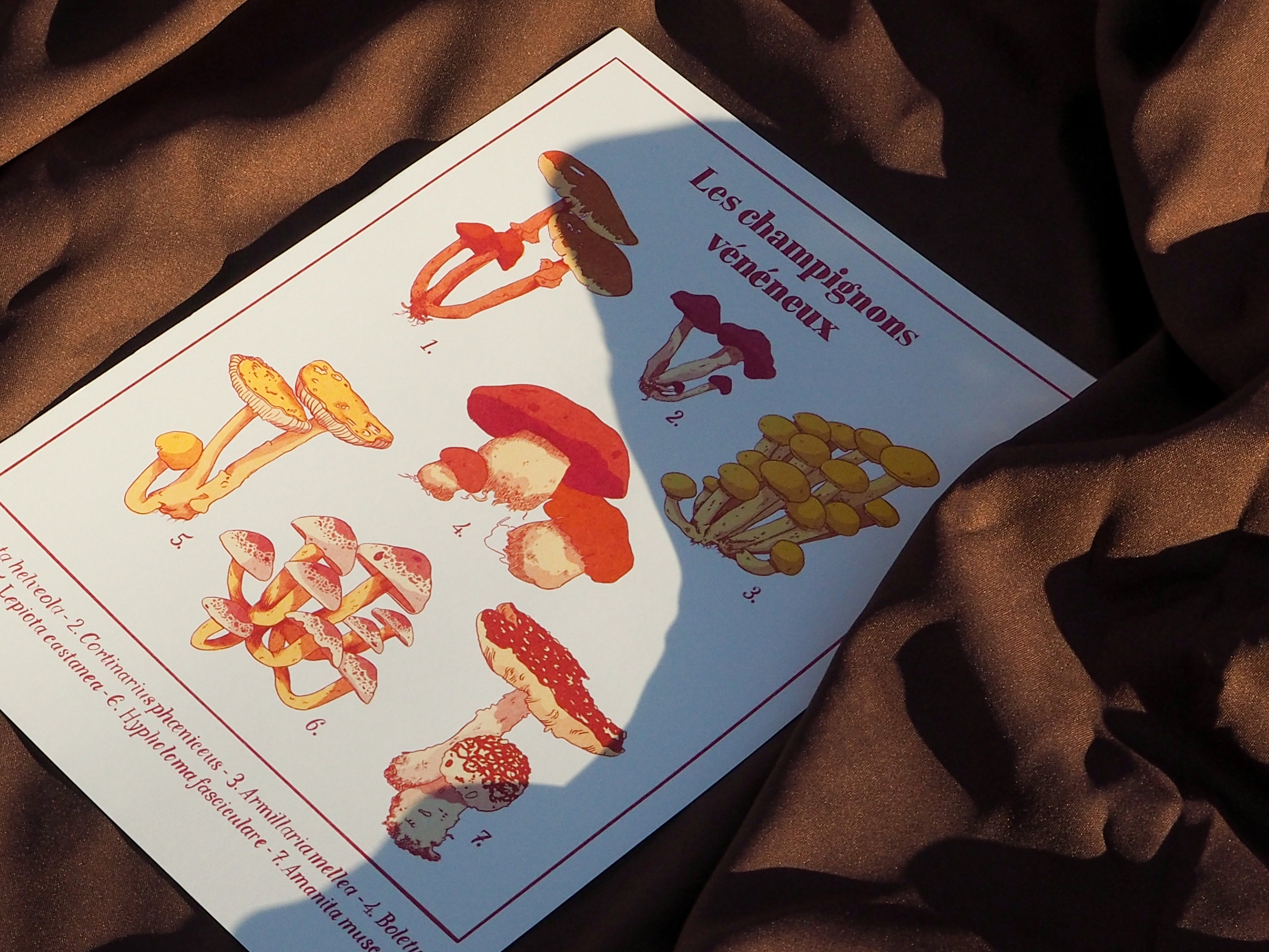 Les champignons vénéneux