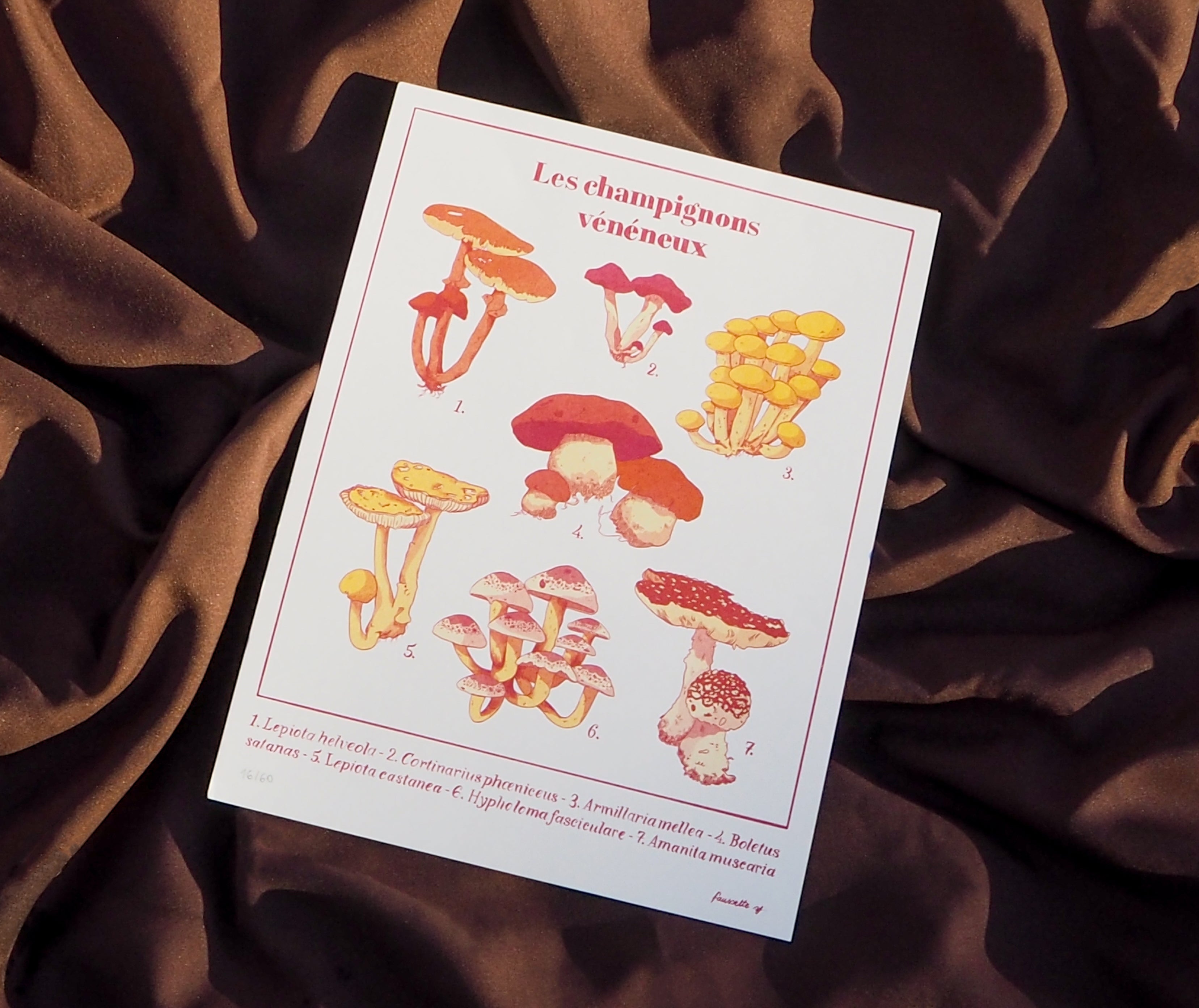 Les champignons vénéneux