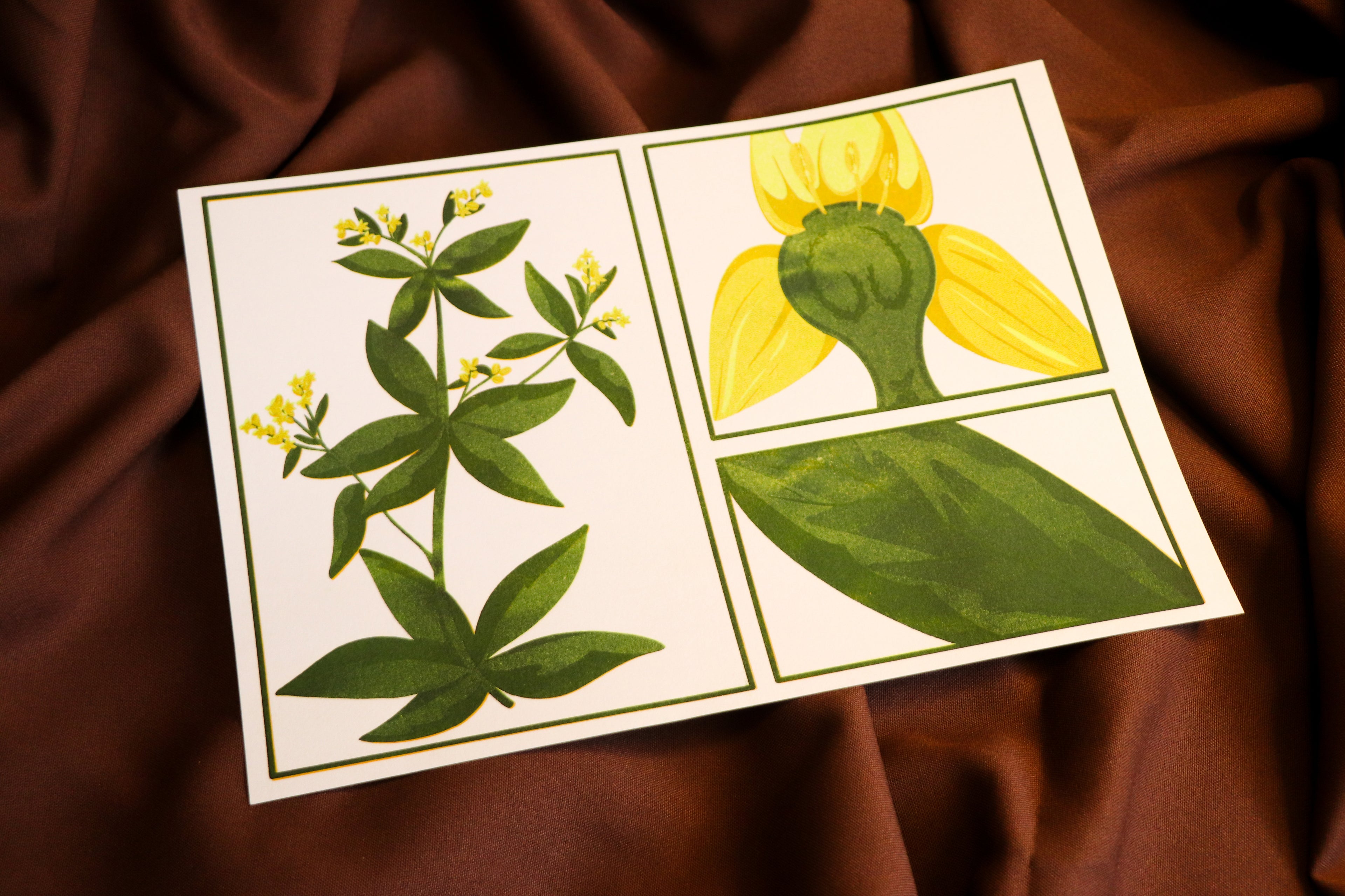 Pastel des teinturiers