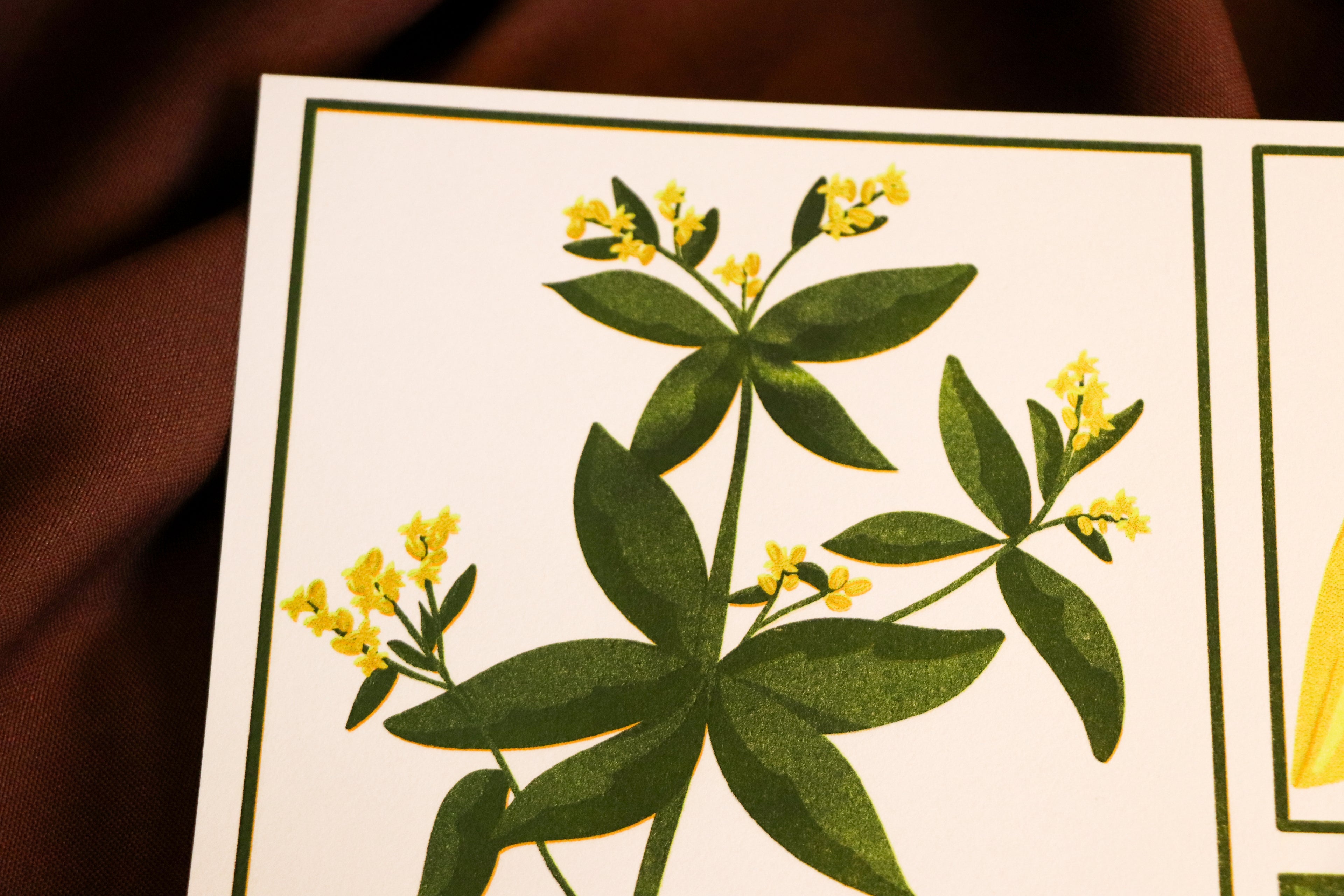 Pastel des teinturiers